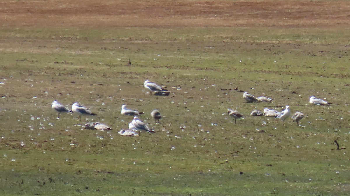 Ring-billed Gull - ML352063271