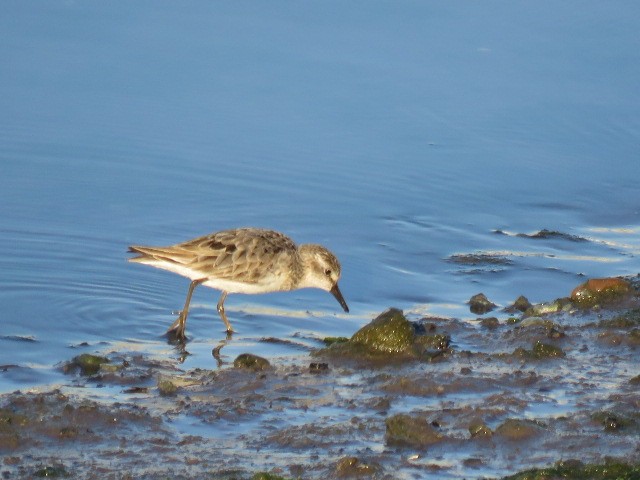 Semipalmated Sandpiper - Ed  Newbold