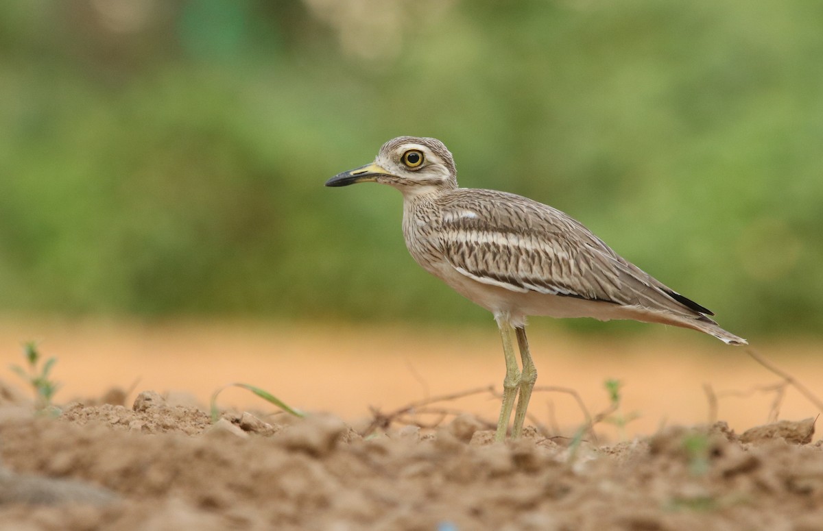 bengaltriel - ML352066011