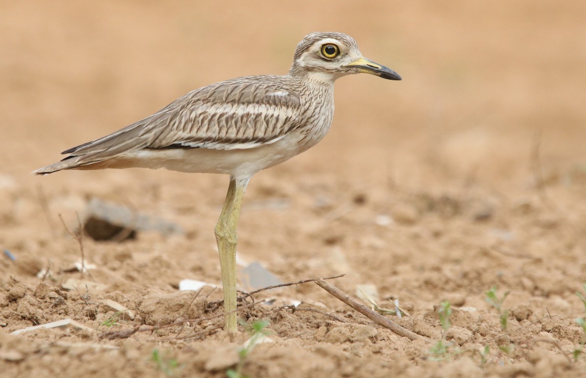 bengaltriel - ML352066041