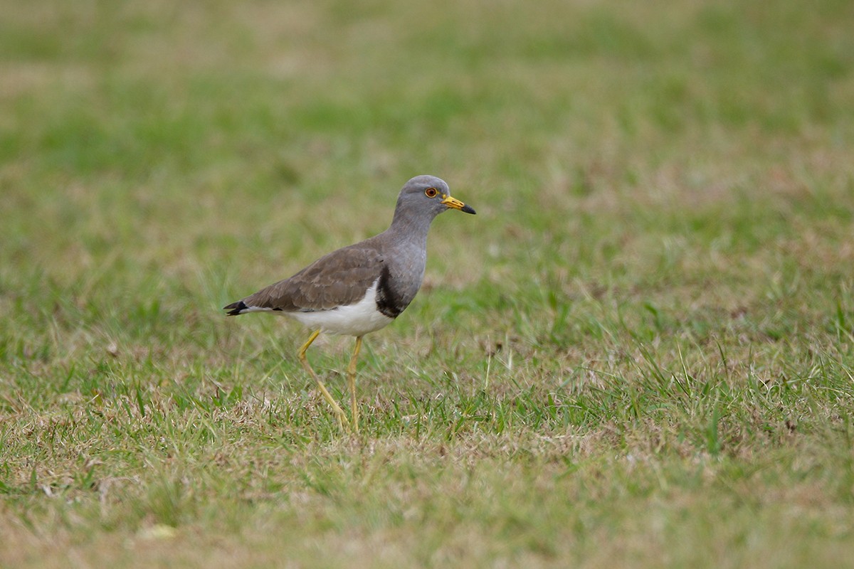 Gray-headed Lapwing - ML352066611