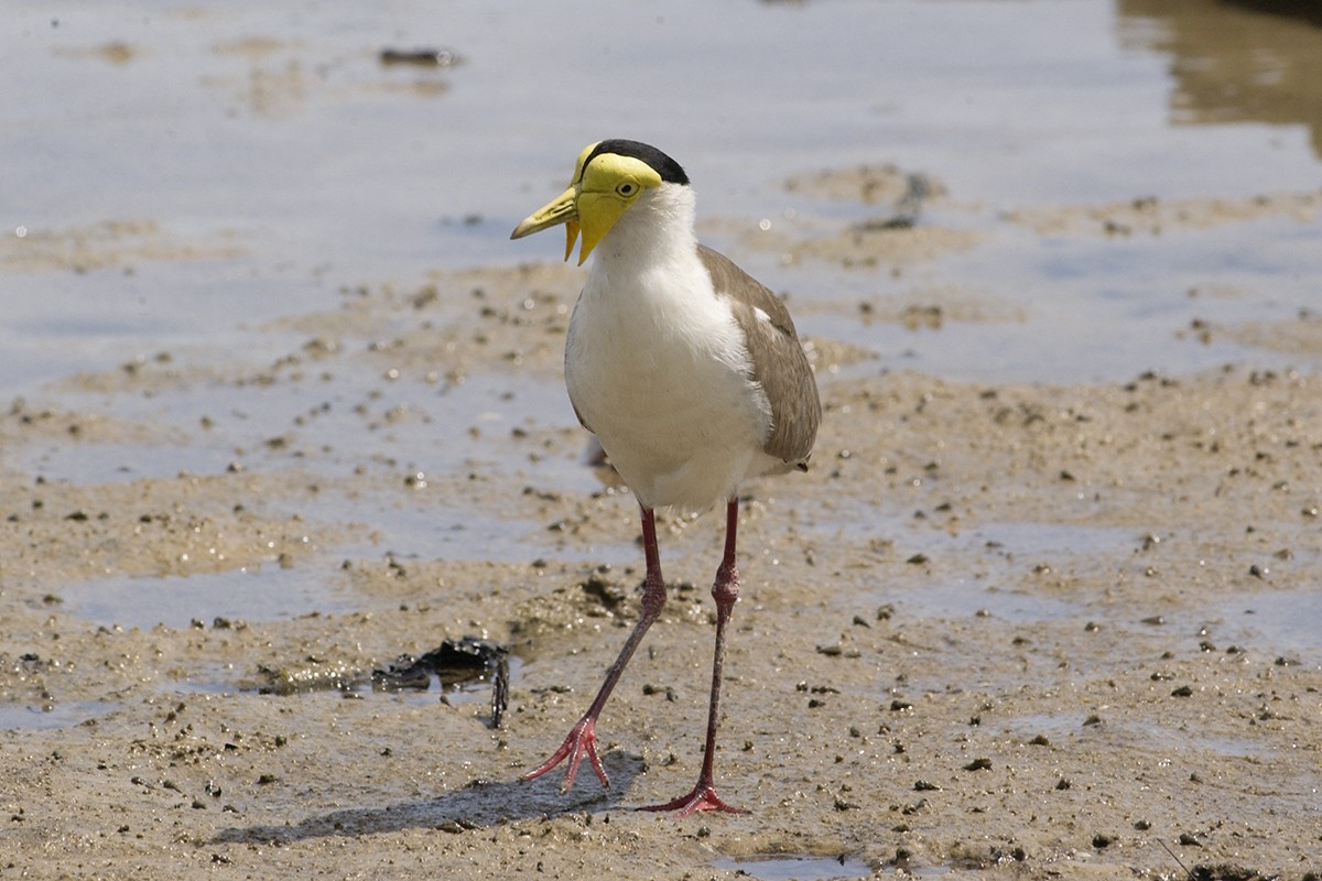 Masked Lapwing - ML352067331