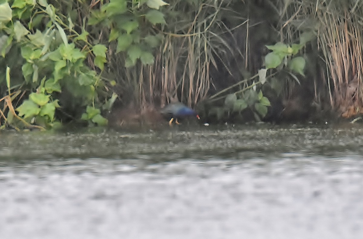 Purple Gallinule - ML352067341