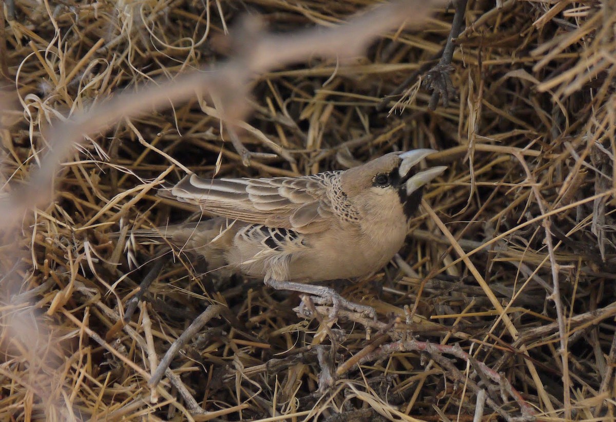 Sociable Weaver - ML352068391