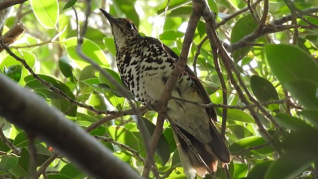 Nilgiri Thrush - ML352068661