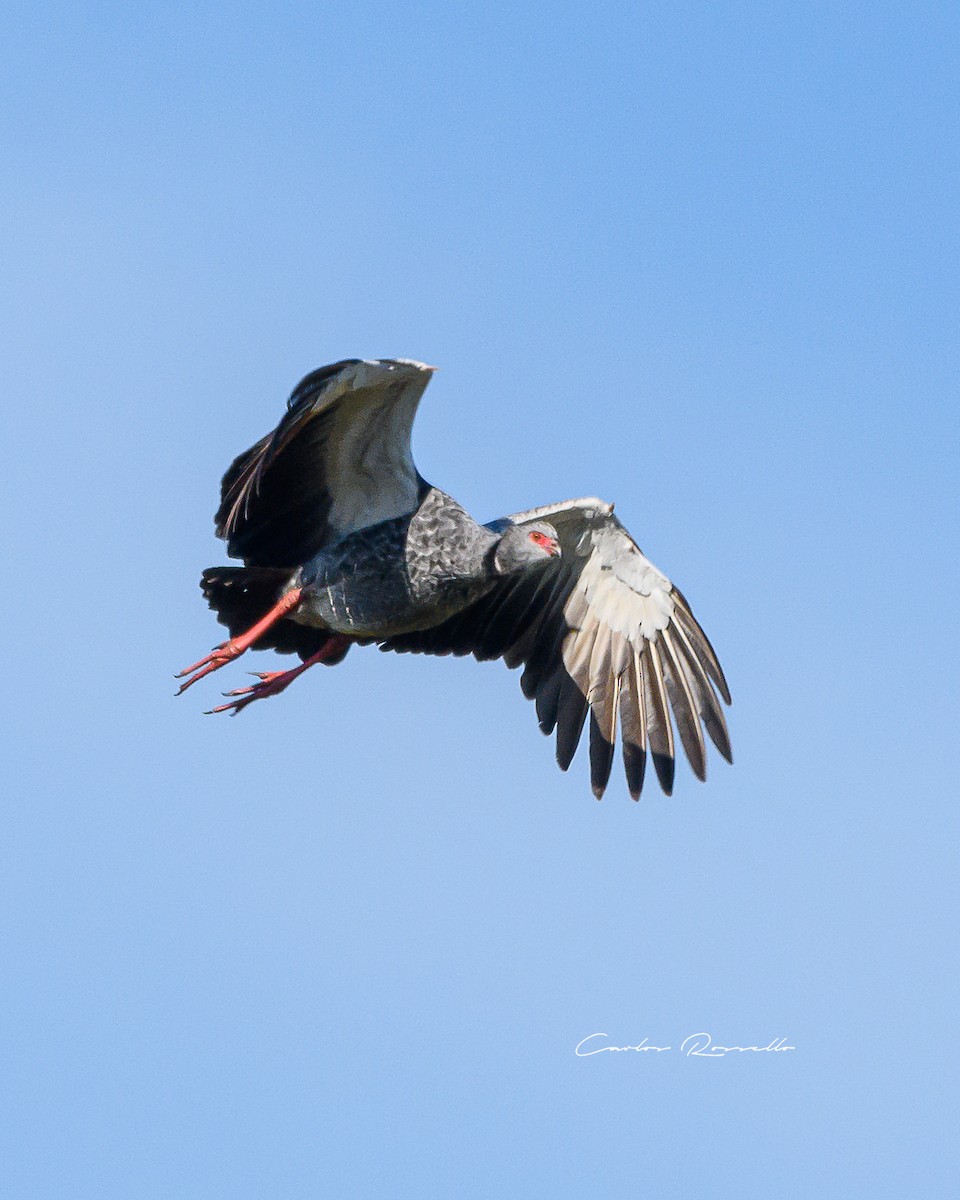 Southern Screamer - ML352070401