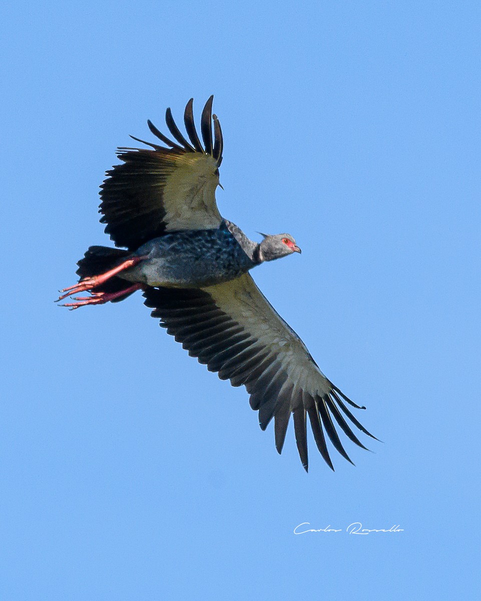 Southern Screamer - ML352070411