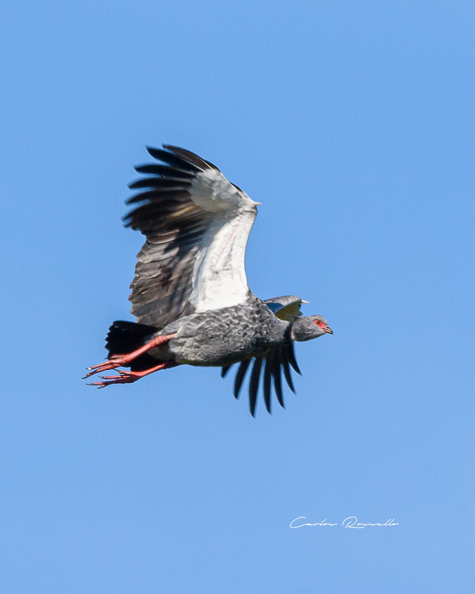 Southern Screamer - ML352070421