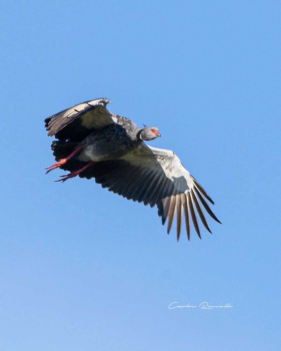 Southern Screamer - ML352070441