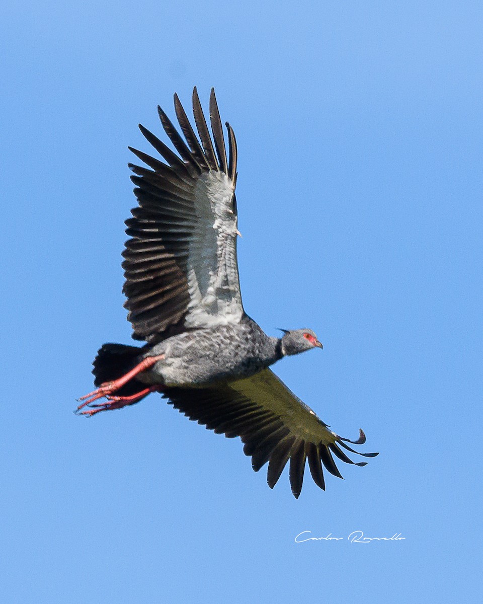 Southern Screamer - ML352070451