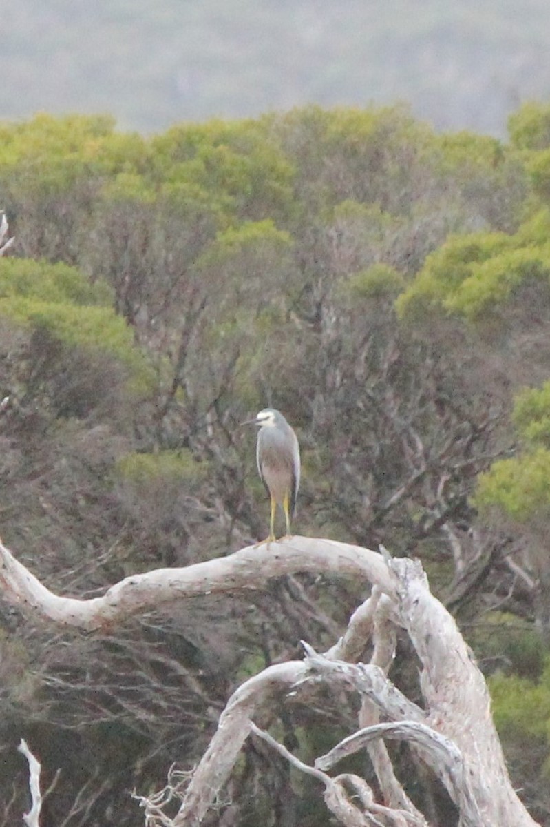 White-faced Heron - ML352071251