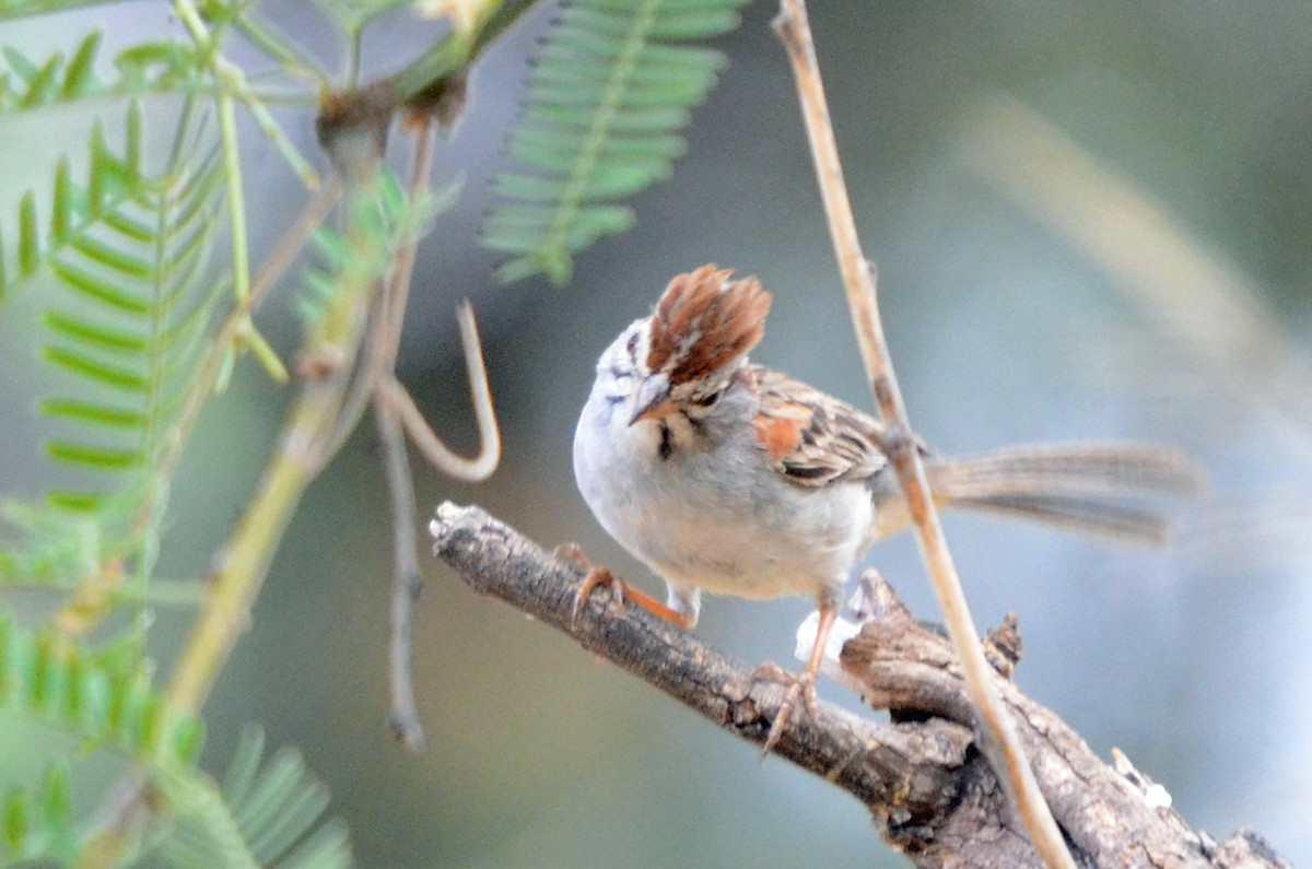 Rufous-winged Sparrow - ML352071861