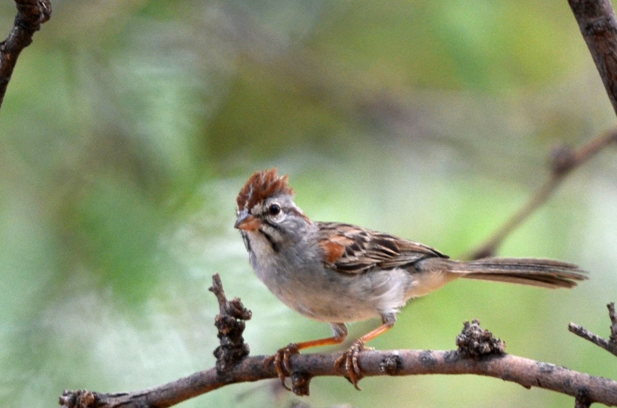 Rufous-winged Sparrow - ML352071881