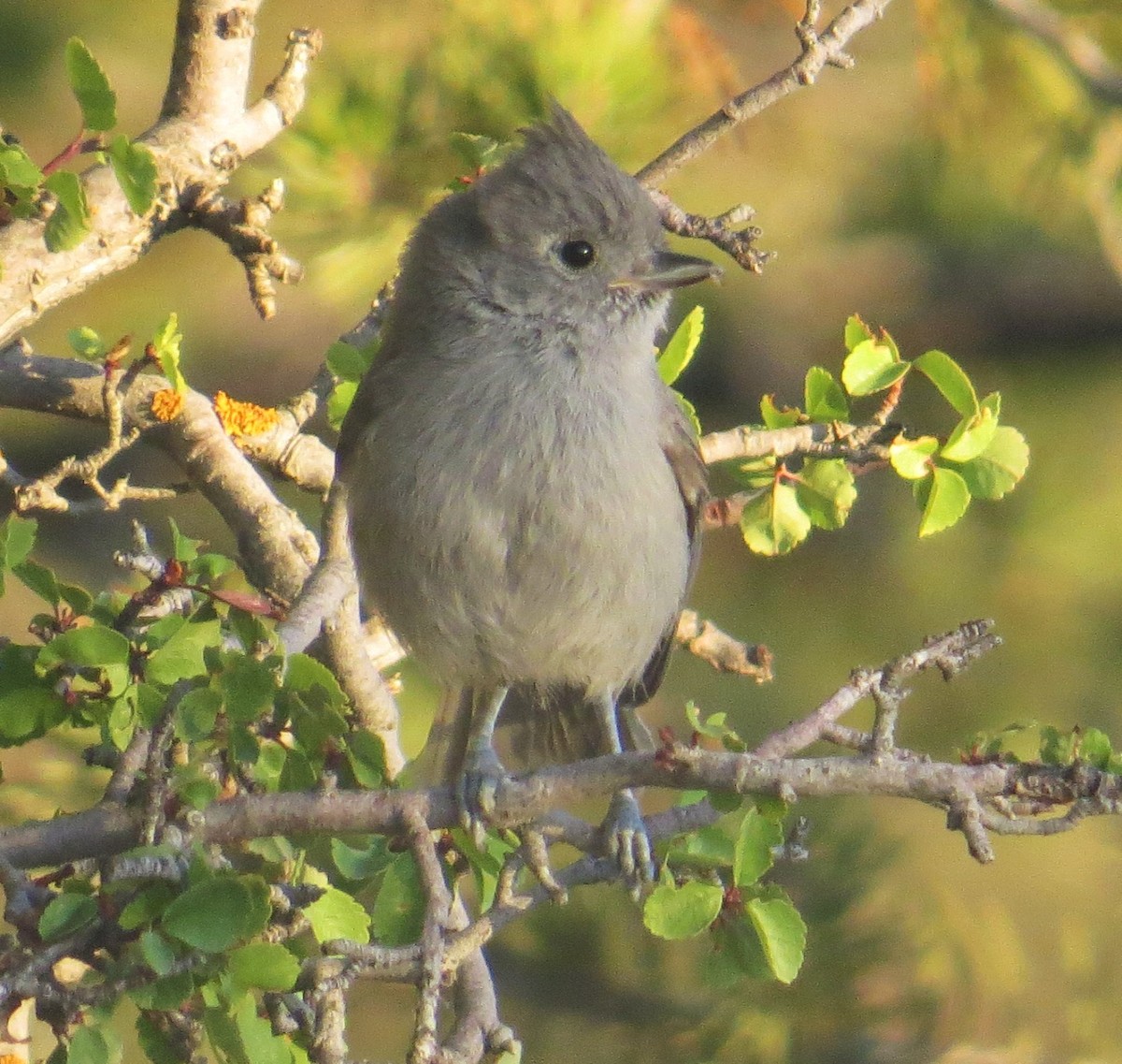 Juniper Titmouse - Vivek Govind Kumar