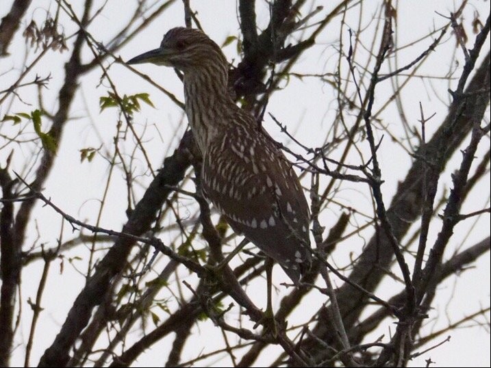 Black-crowned Night Heron - ML35207271