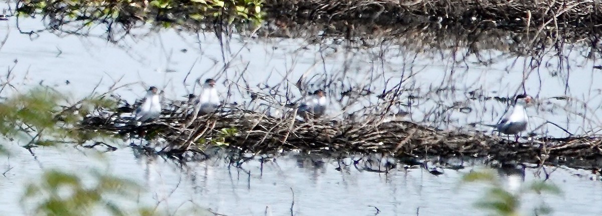 Forster's Tern - ML352073041