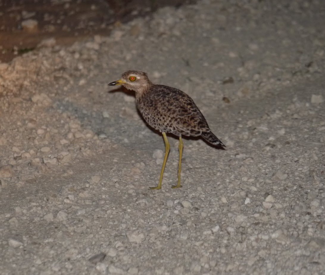 Spotted Thick-knee - ML352073091