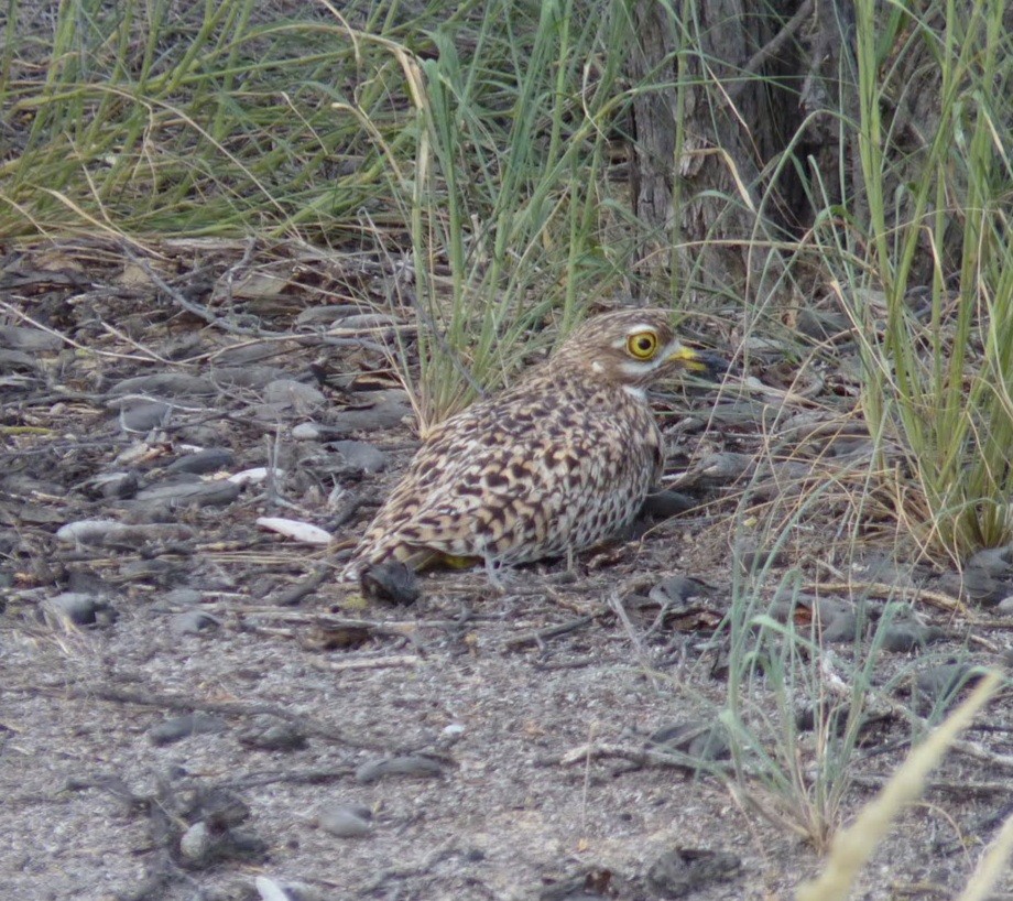 Spotted Thick-knee - ML352073311