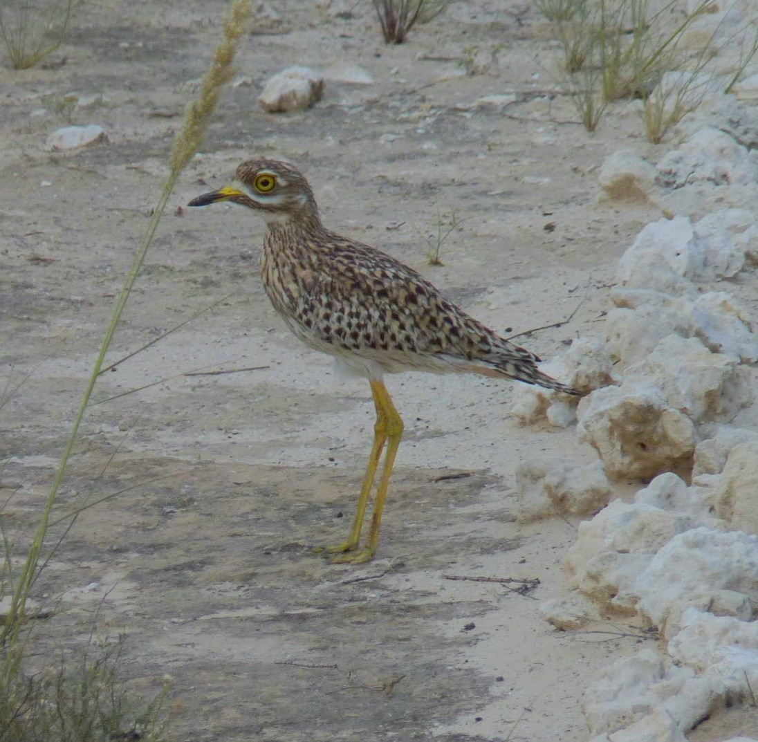 Spotted Thick-knee - ML352073331