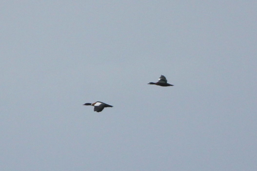 Australian Shelduck - ML352074451