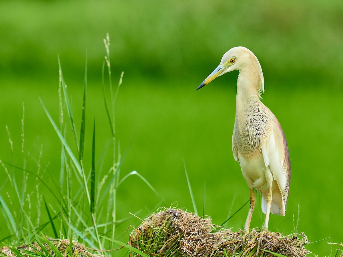 Indian Pond-Heron - ML352074941