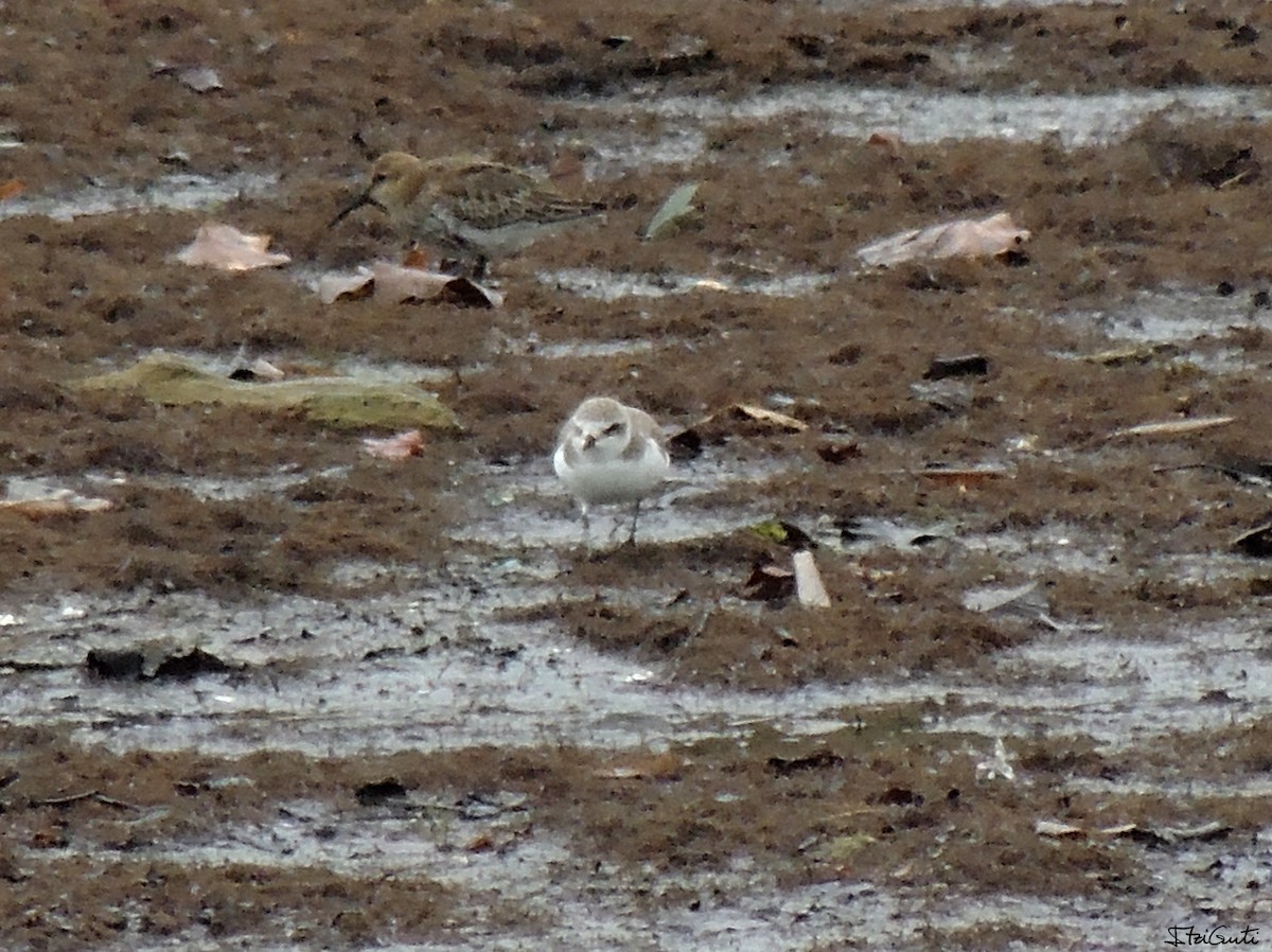 Kentish Plover - ML35207671