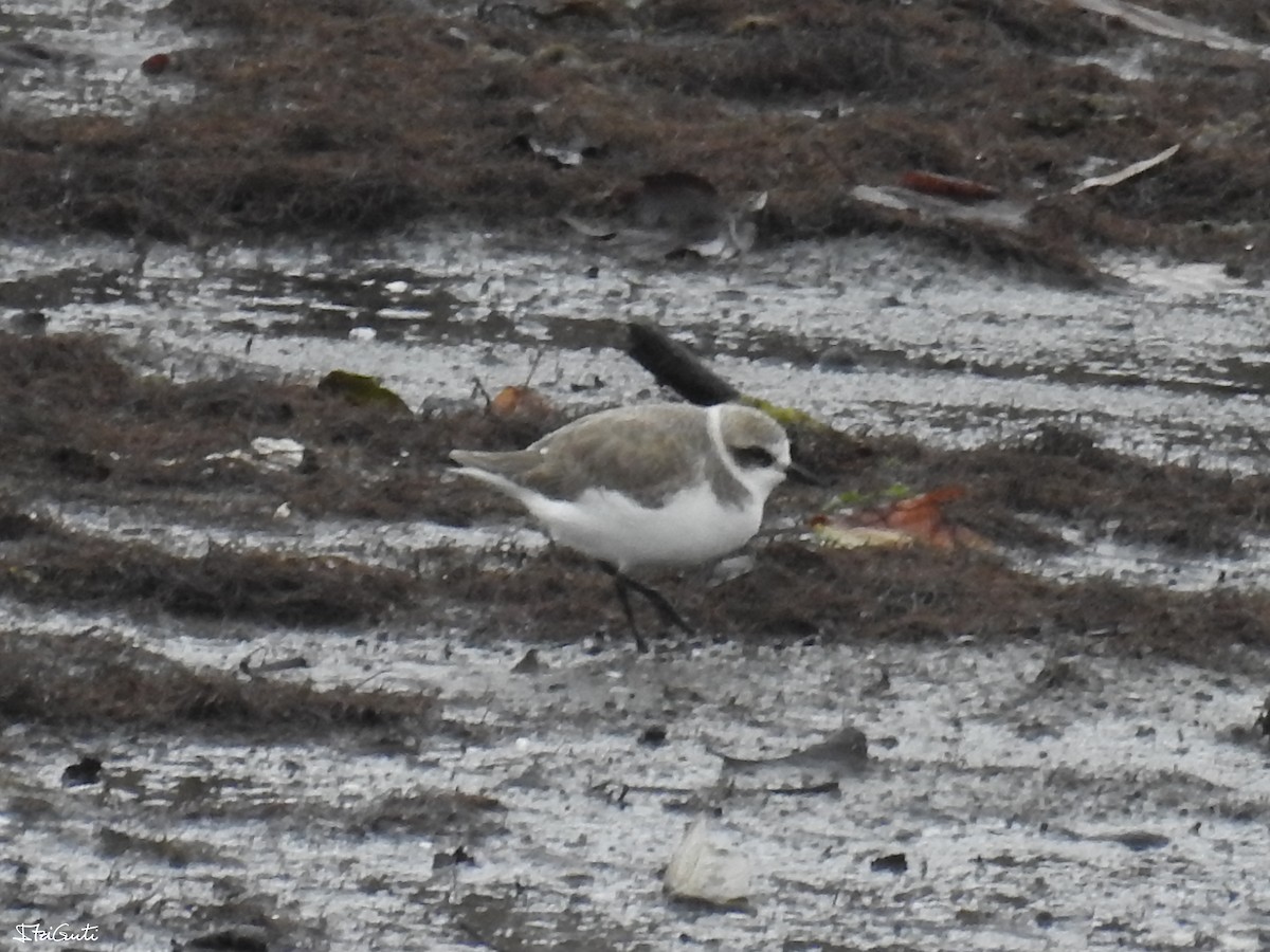 Kentish Plover - ML35207681