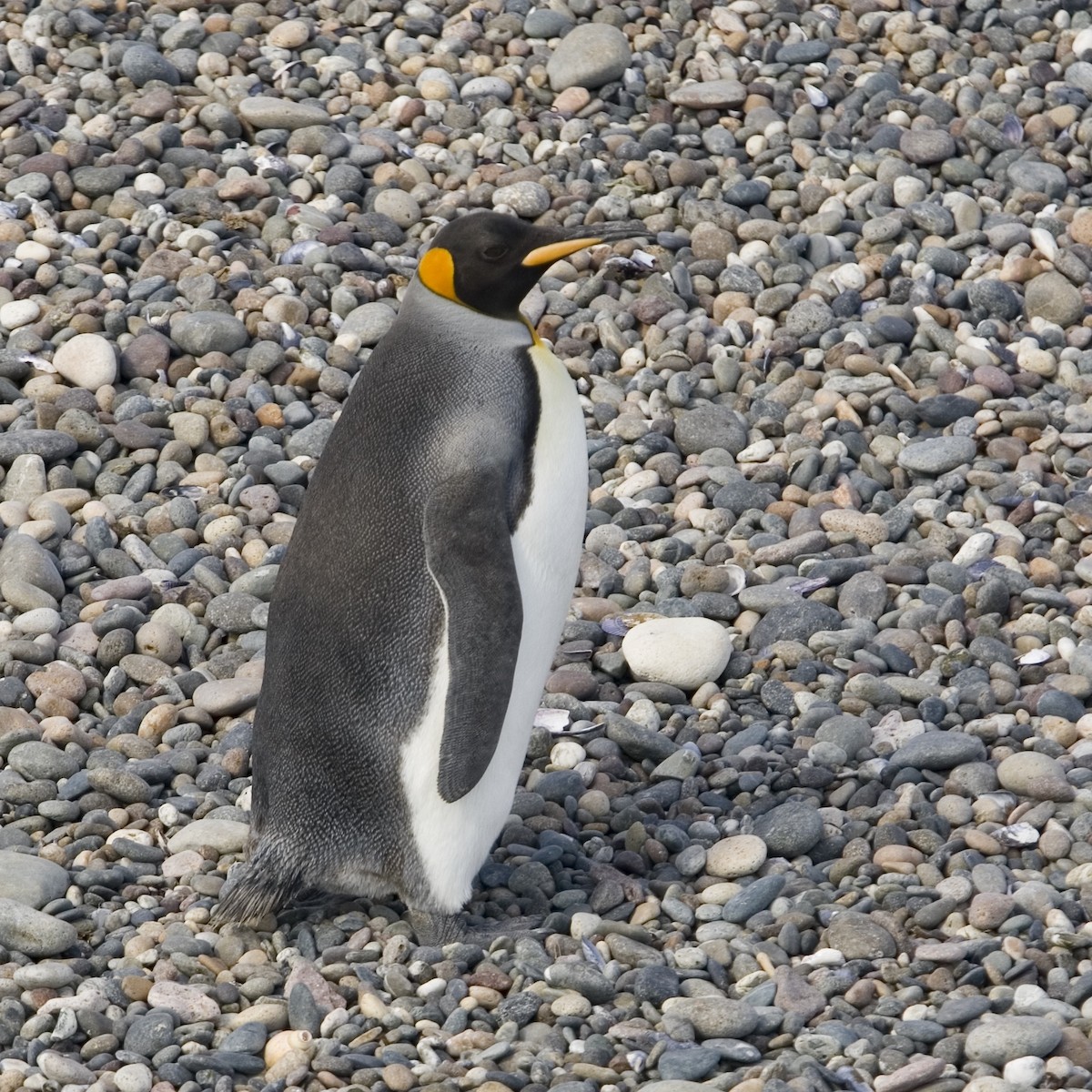 オウサマペンギン - ML352080341