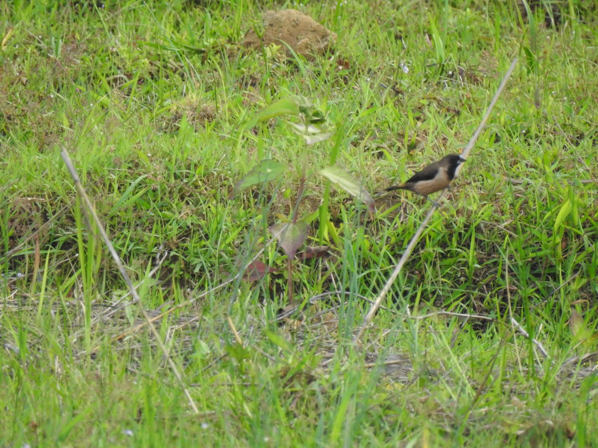 Bergbronzemännchen - ML352081631