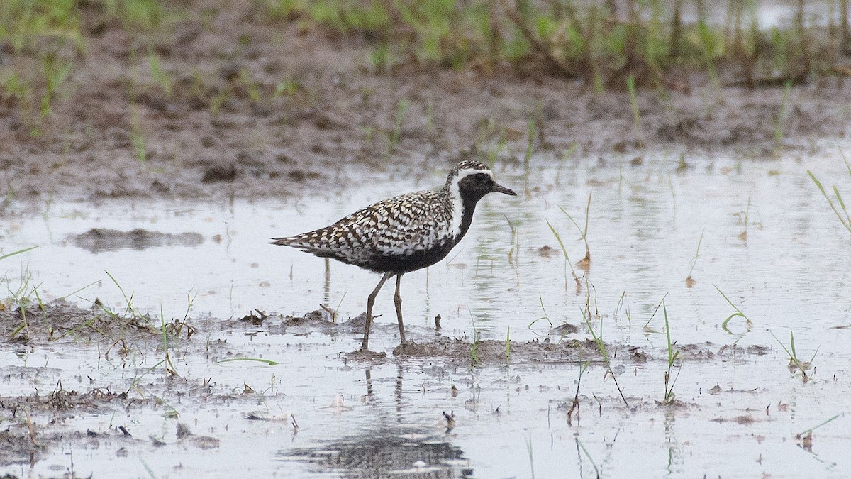 kulík pacifický - ML352083461