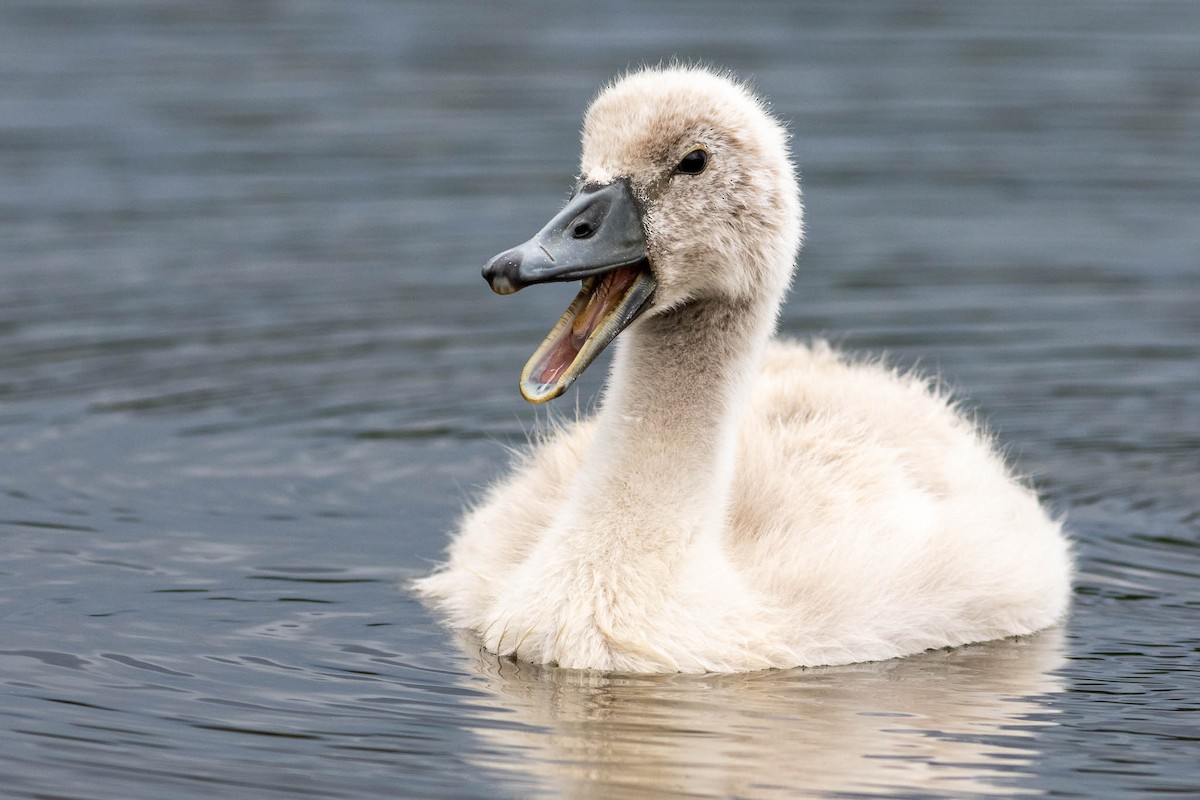 Cygne tuberculé - ML352083501