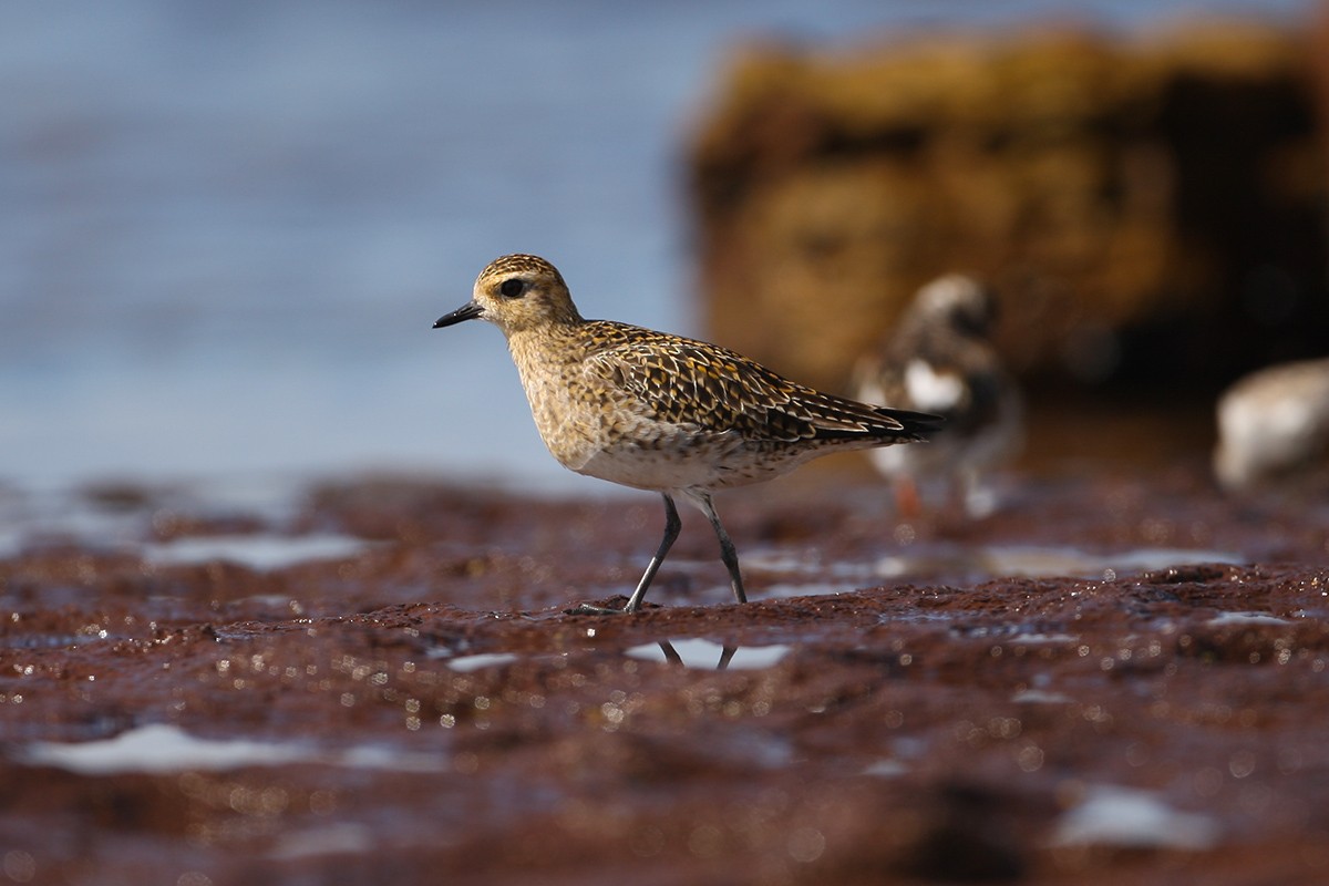 Pacific Golden-Plover - ML352083901