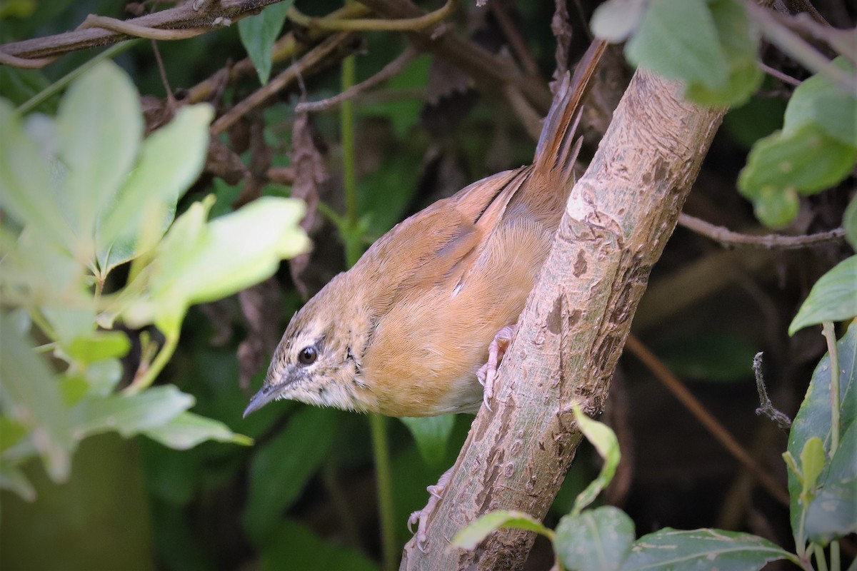 Cinnamon Bracken-Warbler - ML352084331