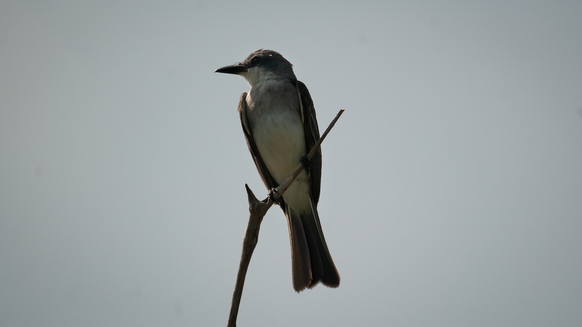 Gray Kingbird - ML352084791