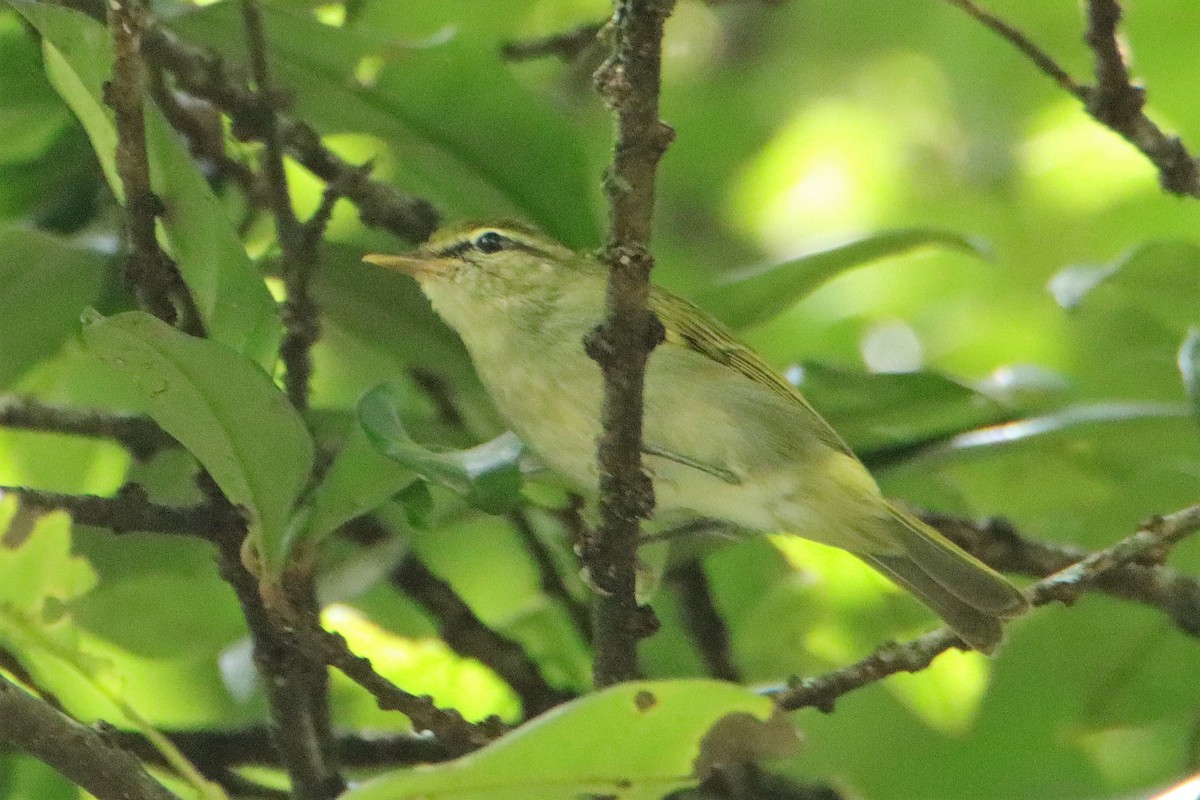 Uganda Woodland-Warbler - ML352084821
