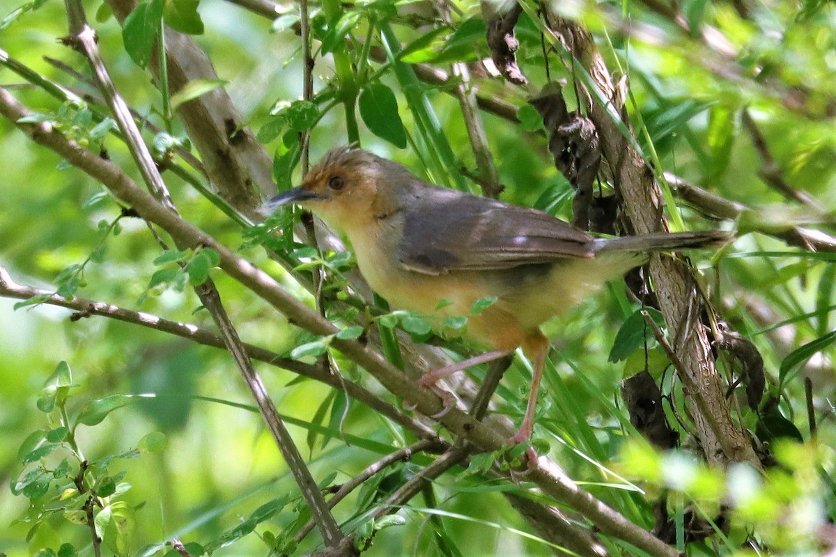 Red-faced Cisticola - ML352085771