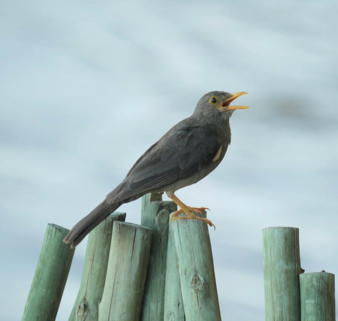 Karoo Thrush - ML352086511