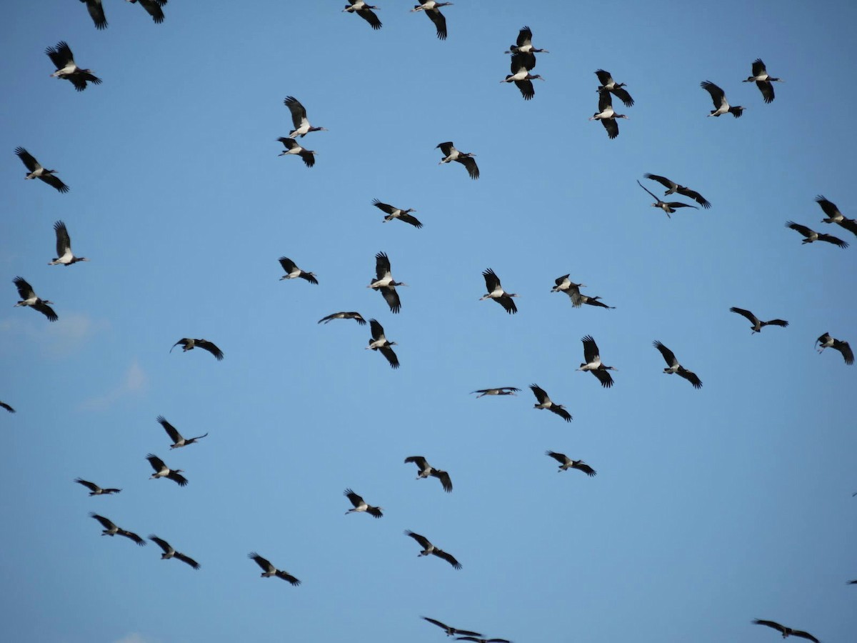Abdim's Stork - ML352086521