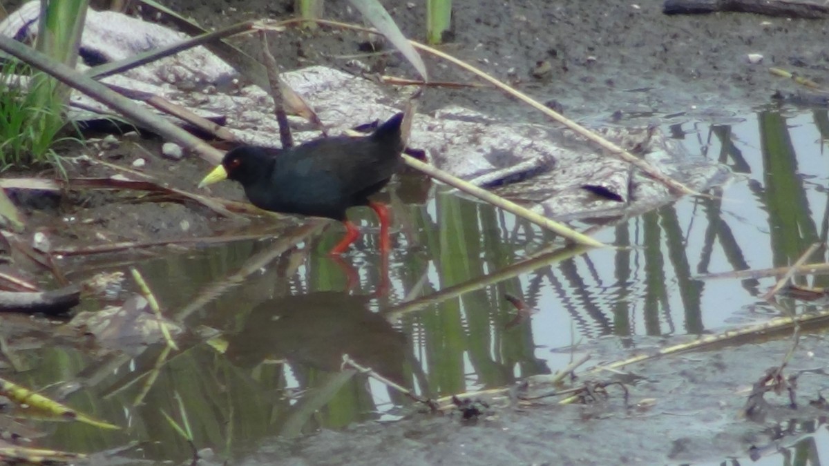 Black Crake - Christopher Rustay