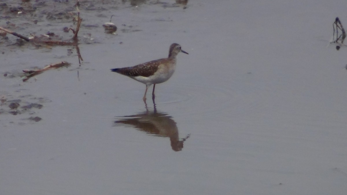 Wood Sandpiper - ML35208931