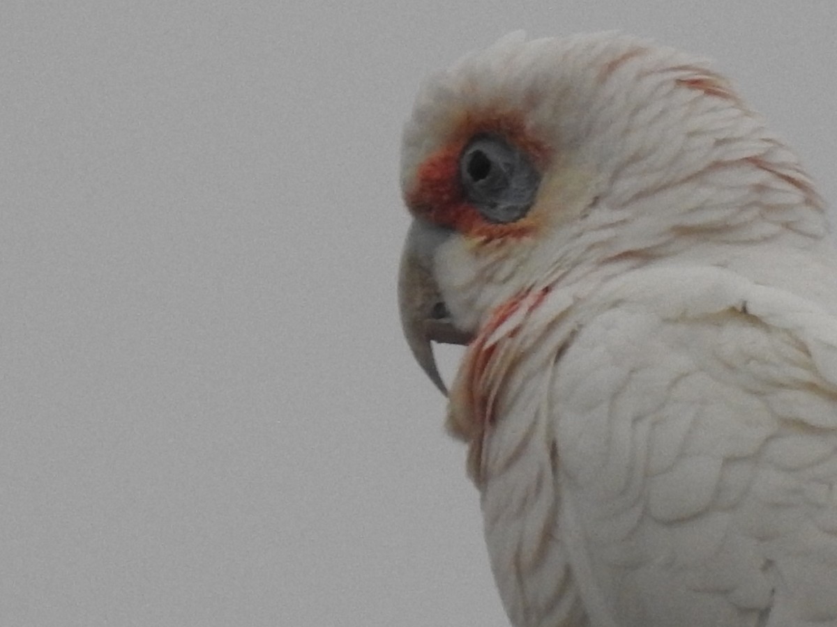 Long-billed Corella - ML352089611