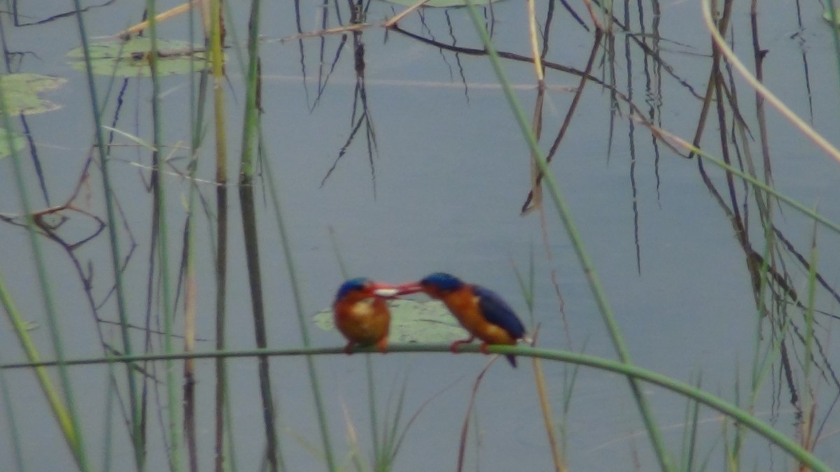 Malachite Kingfisher - Christopher Rustay