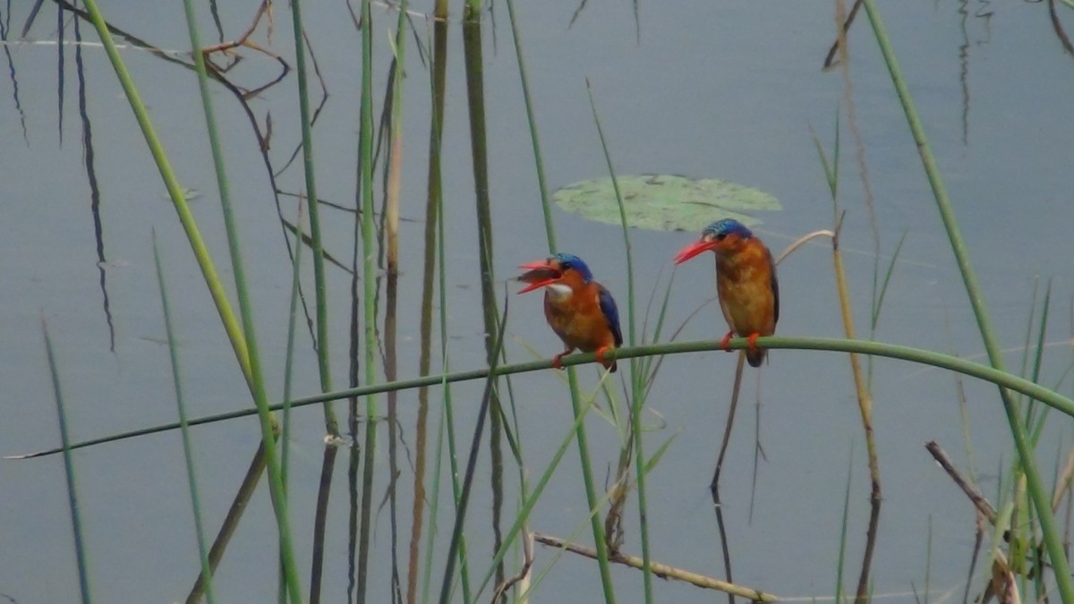 Malachite Kingfisher - Christopher Rustay