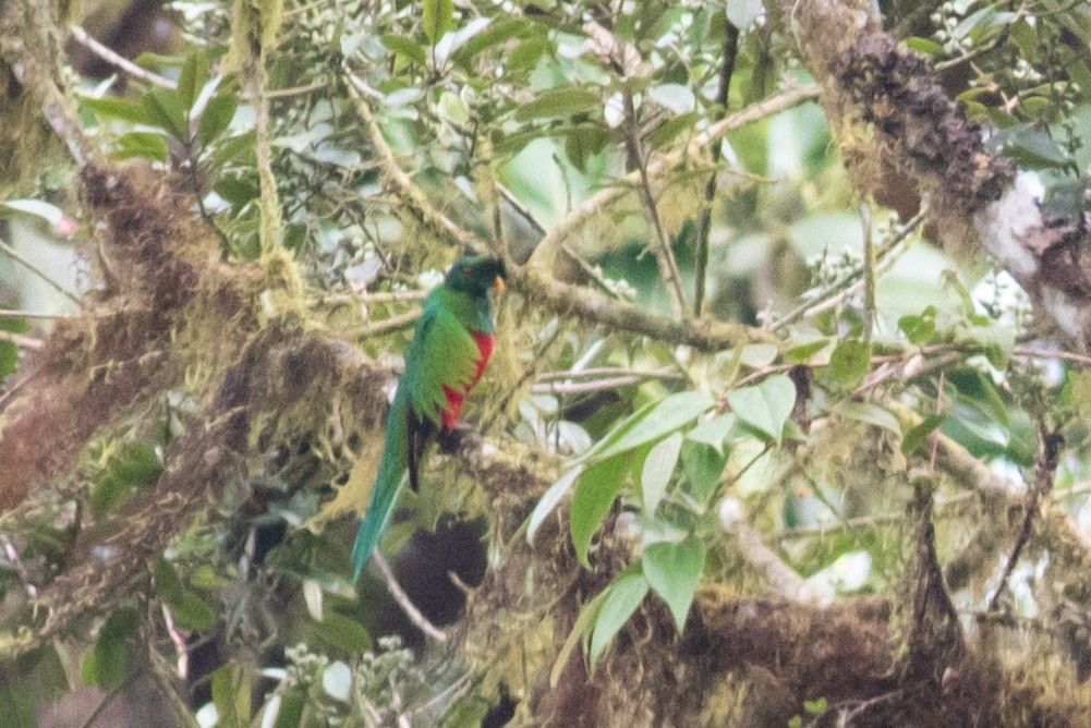 Crested Quetzal - ML352091141