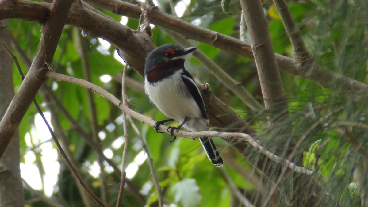 Brown-throated Wattle-eye - ML35209131