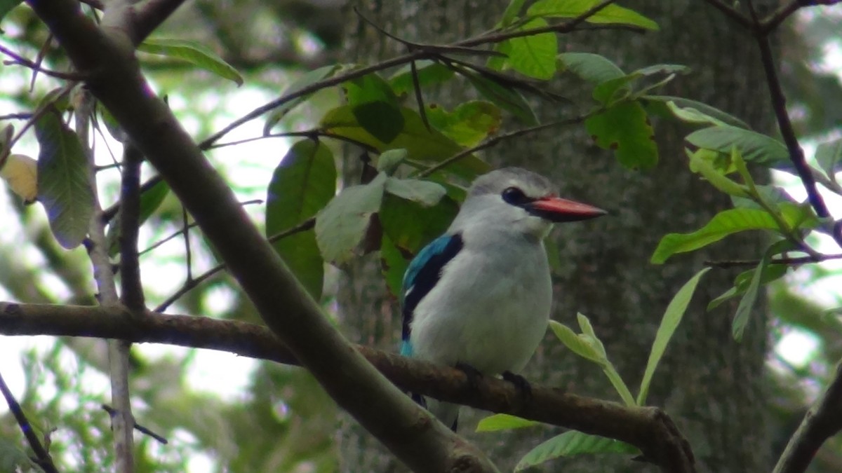 Woodland Kingfisher - ML35209171