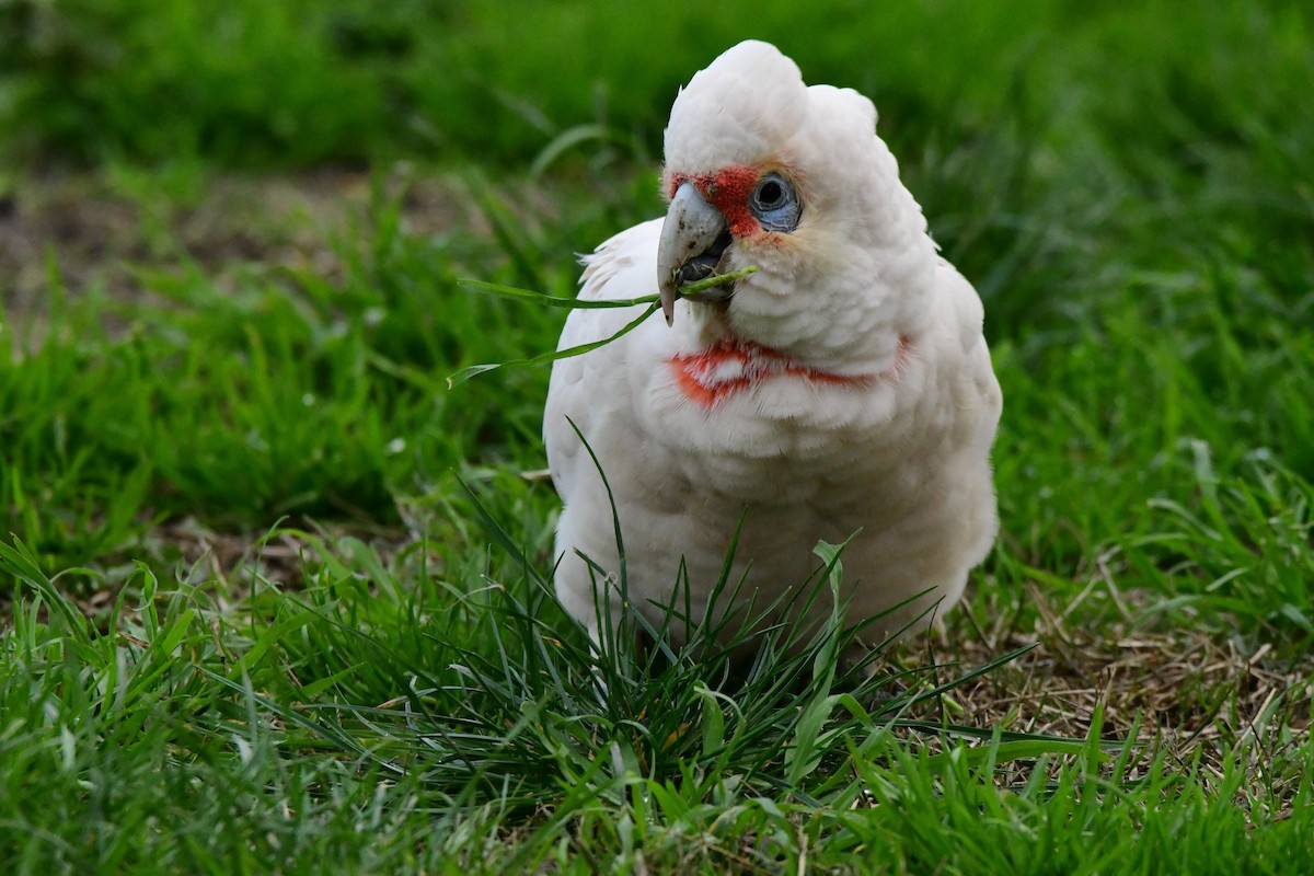 Long-billed Corella - ML352091851