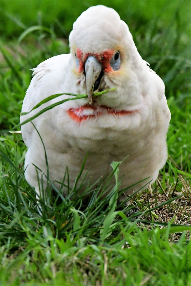 Long-billed Corella - ML352091861