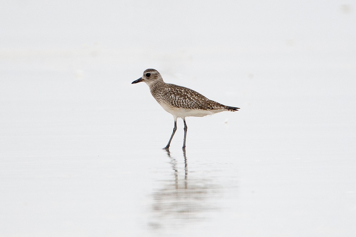 Black-bellied Plover - ML352092151