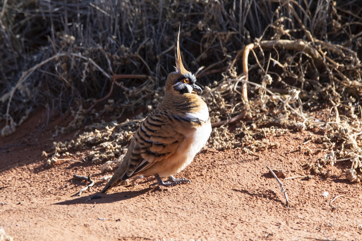 Spinifex Pigeon - ML352093561